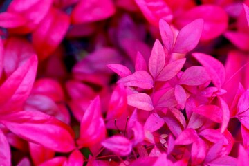 オタフクナンテン
