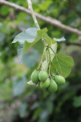 frutillas verdes