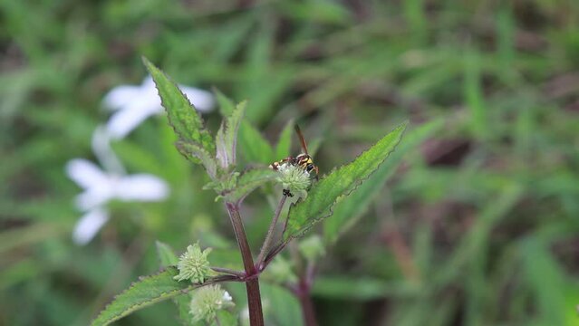 Polistes , Potter wasps,Mason wasps,Waps yellow jacket,Delta campaniforme, podynerus troglodytes,Delta esuriens, Eumenes aff. punctatus,Omicroides, Phimenes flavopictus
