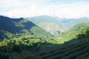 Plakat 台湾　阿里山山脈と茶畑の風景 