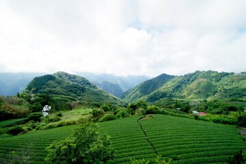 Fototapeta na wymiar 台湾　阿里山山脈と茶畑の風景 