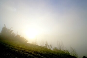 Fototapeta na wymiar 台湾　阿里山山脈と茶畑の風景　日の出 