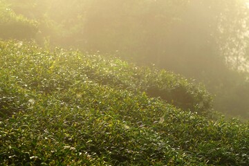 Obraz premium 台湾 阿里山山脈と茶畑の風景 日の出 