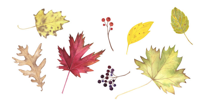 Set Autumn yellow leaves maple, oak, poplar and berries watercolor isolated on white. Hand drawn illustration for design
