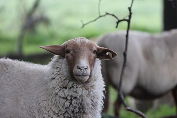 portrait of a sheep with brown face and white fur