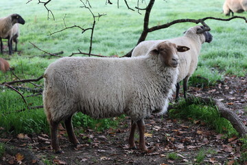 sheep in a nature like environment in late autumn