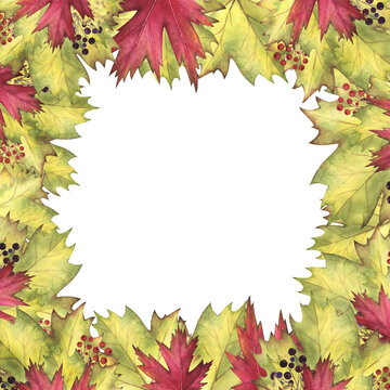 Frame Wreath Autumn maple, poplar leaves and berries watercolor isolated on white. Hand drawn illustration