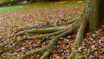 A large tree with thick roots and strong life