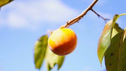 Fototapeta premium 食べ頃の柿と青空 秋イメージ