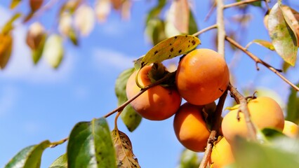 食べ頃の柿と青空　秋イメージ