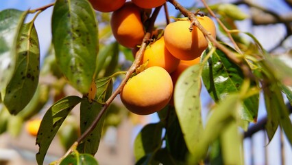 食べ頃の柿と青空　秋イメージ