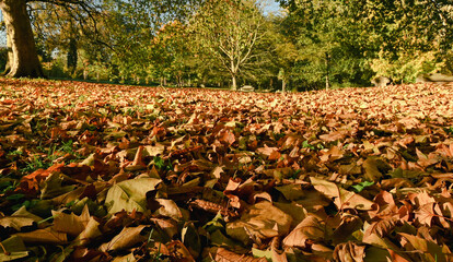 autumn, autumnal, background, beautiful, beauty, borinage, boussu, branch, bright, brown, color, colorful, dead leaves, environment, fall, fallen leaves, foliage, forest, green, hainaut, landscape, le