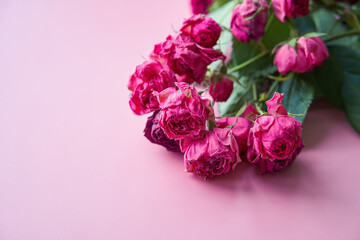 Branch of dry roses on the rose color background