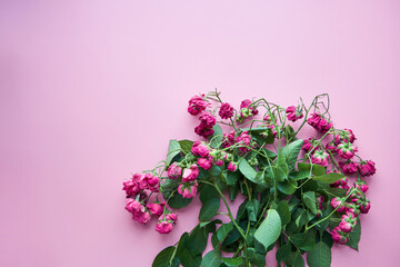 Branch of dry roses on the rose color background