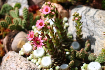 Sempervivum arachnoideum  rojnik pajęczynowaty