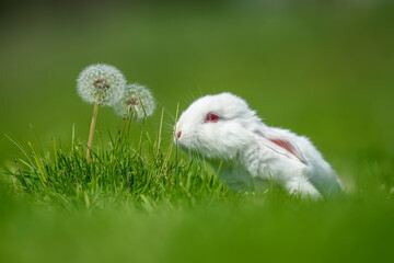 Funny little white rabbit on spring green grass with dandelion