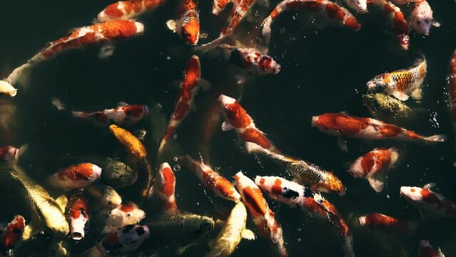 【日本】錦鯉が日本庭園の池で泳ぐ風景　スローモーション	