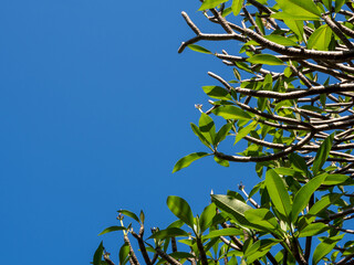 Frangipani flowers and their leaves on the plump branches