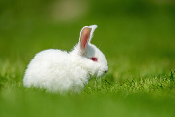 Funny little white rabbit on spring green grass