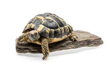 Herman's Tortoise walking on a stone against white background.