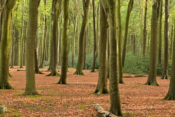 autumn in the forest