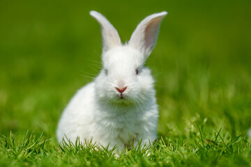 Funny little white rabbit on spring green grass