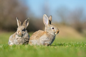Fototapeta na wymiar Rabbit or hare while in grass in autumn time