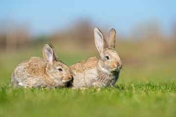 Rabbit or hare while in grass in autumn time