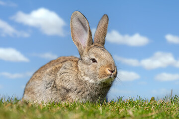Rabbit or hare while in grass in autumn time