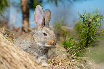 Rabbit or hare while in grass in autumn time