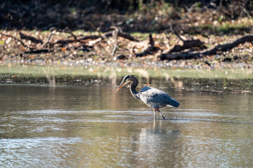 A grey heron fishes for prey in a shallow pond