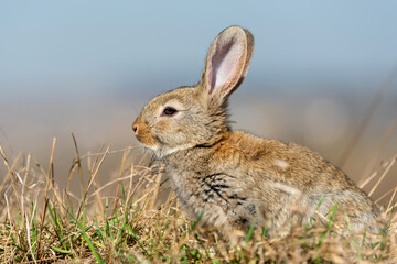 Rabbit or hare while in grass in autumn time