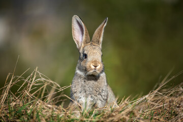 Rabbit or hare while in grass in autumn time