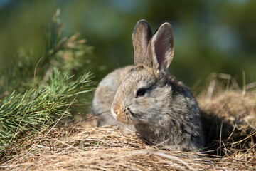 Rabbit or hare while in grass in autumn time