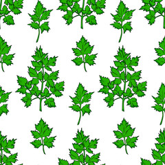 Fresh green parsley leaves on white background. Parsley vector seamless pattern.
