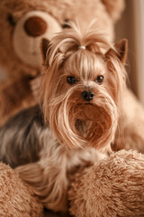 Cute little yorkshire sitting and playing at home, looks at the camera. Dog.