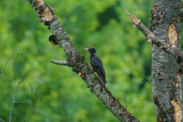 Black Woodpecker (Dryocopus martius) perched on a dry tree branch