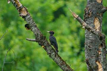 Black Woodpecker (Dryocopus martius) perched on a dry tree branch