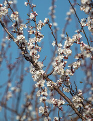 White flowers on an apricot tree against a blue sky.
