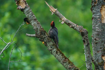Black Woodpecker (Dryocopus martius) perched on a dry tree branch