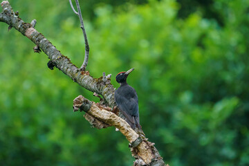 Black Woodpecker (Dryocopus martius) perched on a dry tree branch
