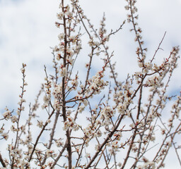 White flower on an apricot tree.