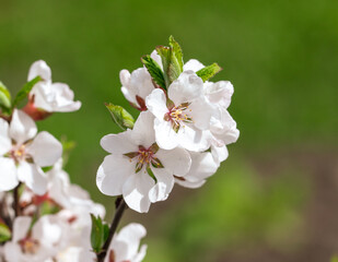 Cherry blossoms on a tree in spring.