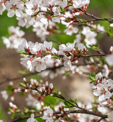 Fototapeta na wymiar Cherry blossoms on a tree in spring.
