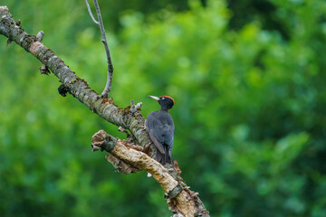Black Woodpecker (Dryocopus martius) perched on a dry tree branch