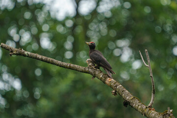 Black Woodpecker (Dryocopus martius) perched on a dry tree branch