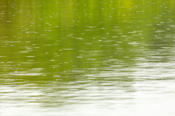 Raindrops on the surface of the water in the pond.