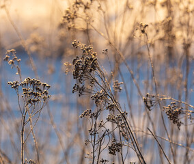Dry grass on the snow at sunset.