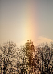 Tree on the background of a rainbow in winter.