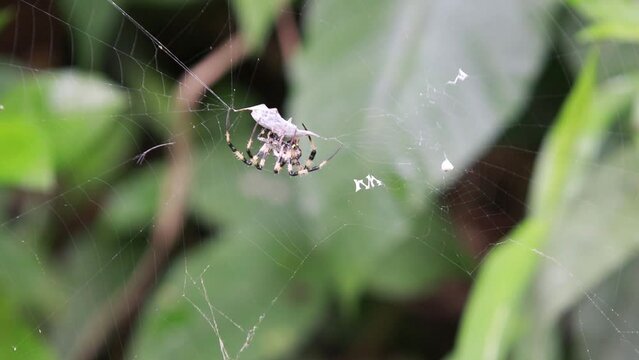 Tiger Spider reeled the insects caught in its web with a clatter